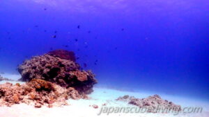 奄美大島ダイビング(2021年12月)①