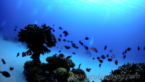 奄美大島ダイビング(2021年12月)②