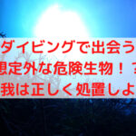 ダイビングの撮影中に怪我！大したことなくてもすぐに処置しよう