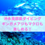 沖永良部島でダイビング~ギンガメアジのトルネード~